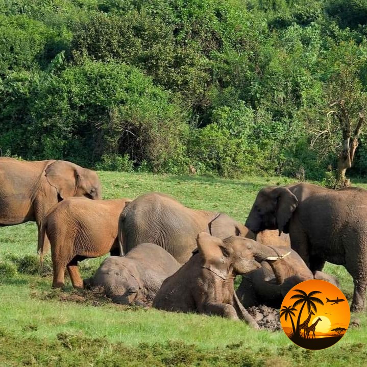 5 Days Ultimate Ol Pejeta & Aberdare Wildlife Safari