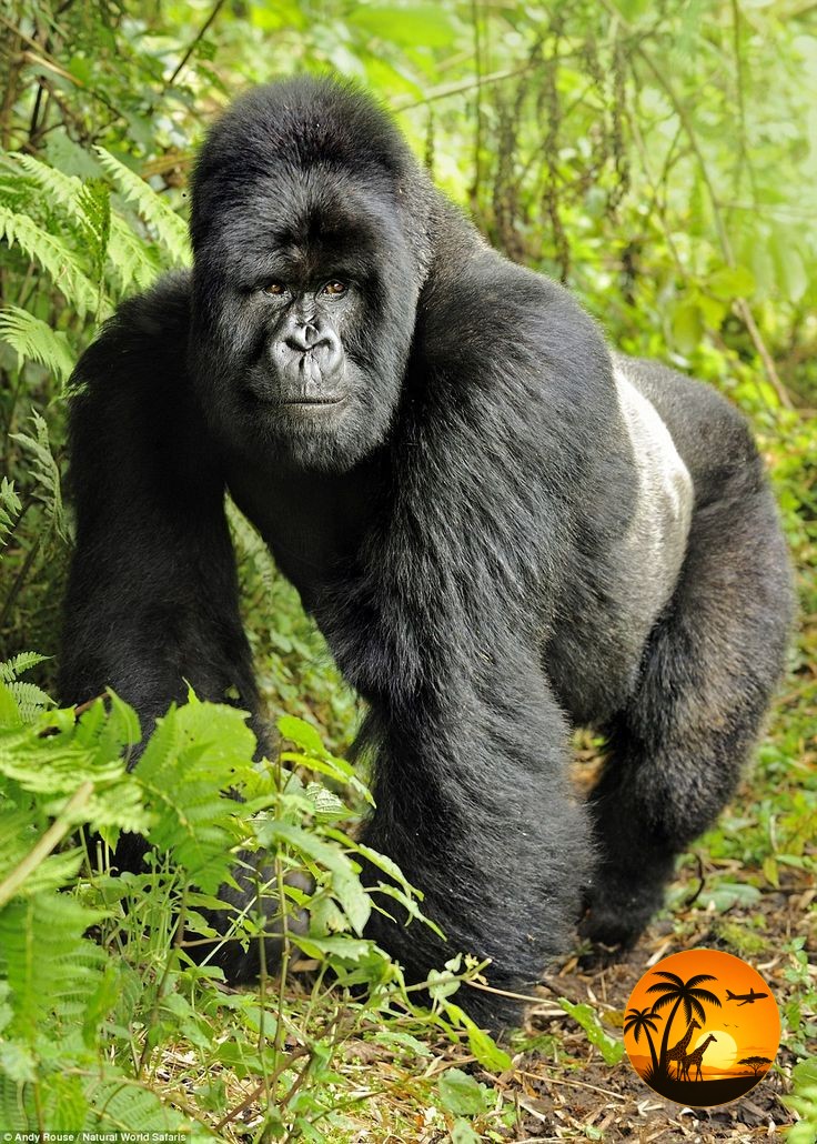 8 Days Ultimate Uganda Safari