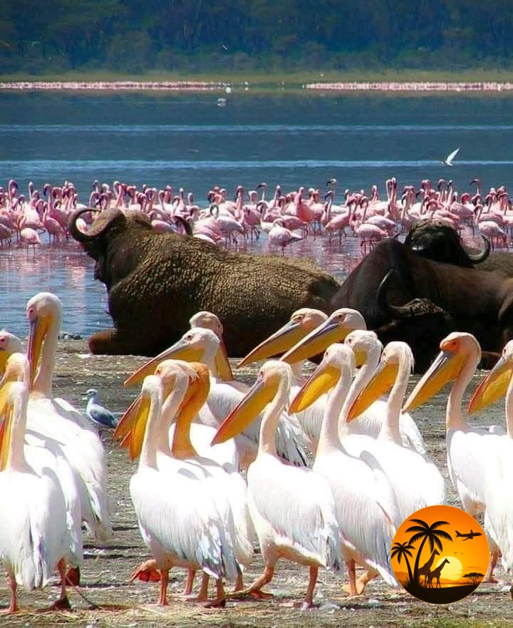 Lake Nakuru Classic Day Trip