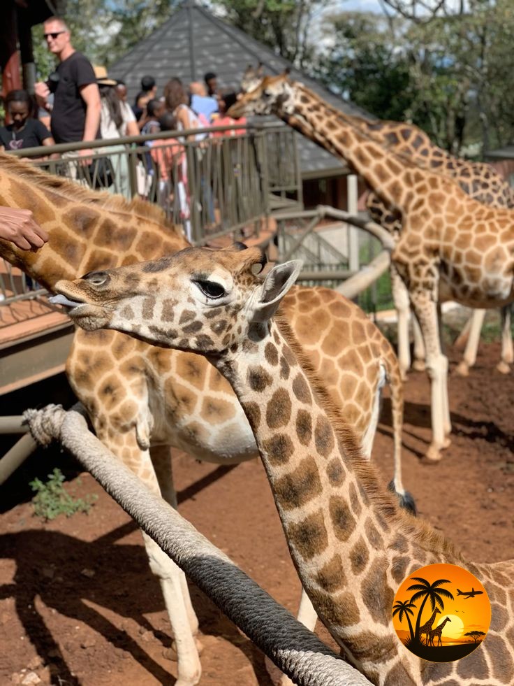 1-Day Nairobi Heritage & Giraffe Experience