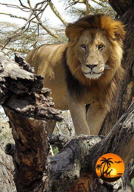 10 Days Tanzania Ultimate Safari & Culture Experience