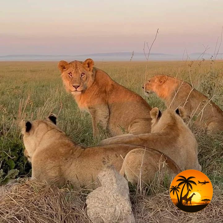 3 Days Serengeti Classic Safari
