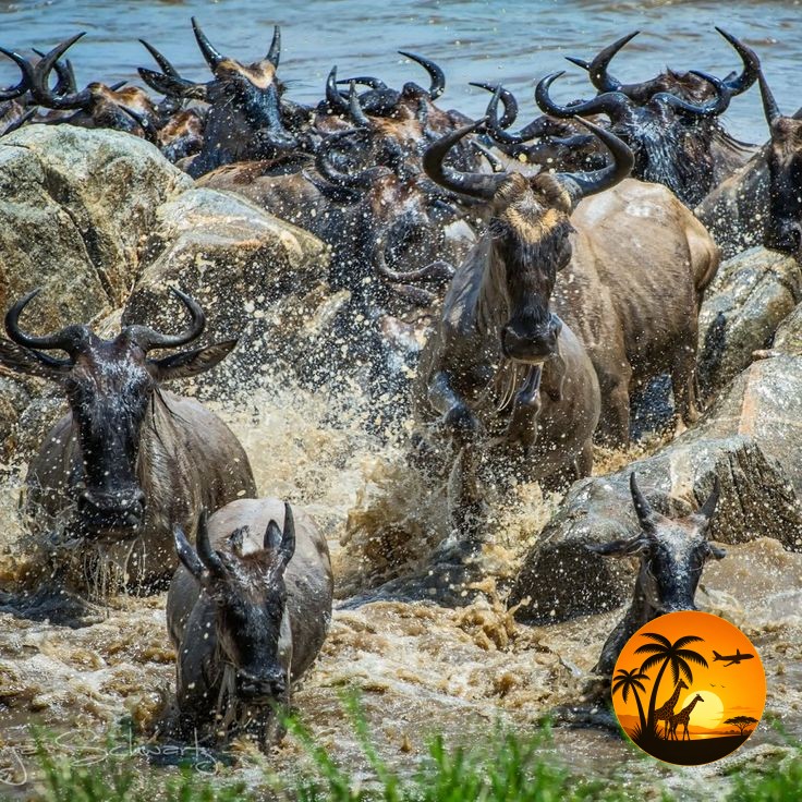 7 Days Great Migration & Wildlife Safari