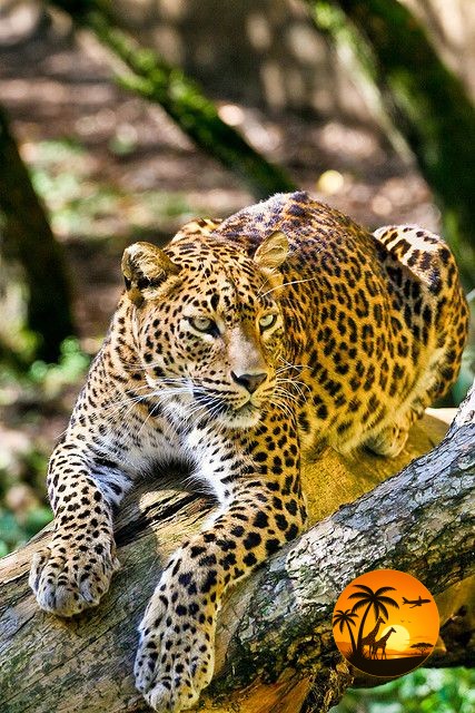 11 Days Kenya & Tanzania Safari Experience
