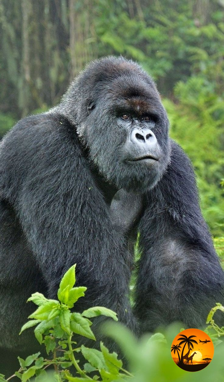 3 Days Uganda Gorilla Experience