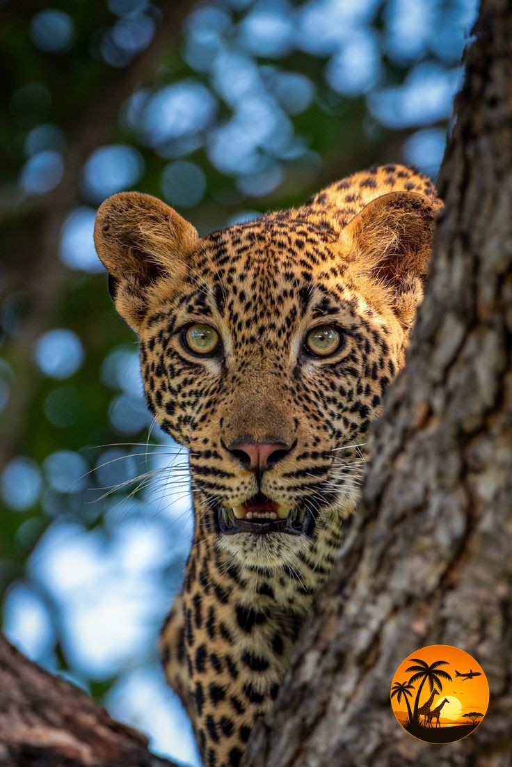 3 Days Maasai Mara Budget Group Joining Safari