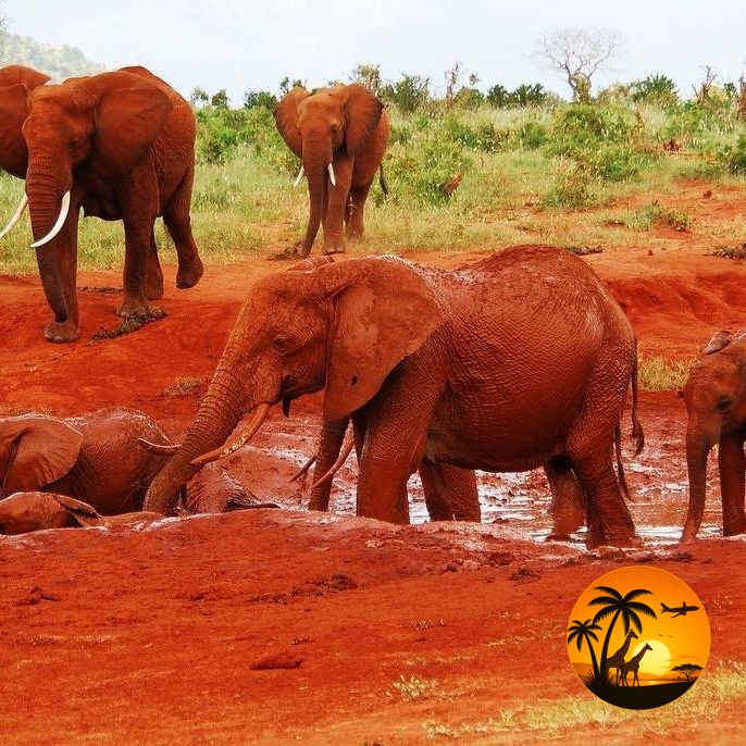 3 Days Tsavo East & Tsavo West Safari from the Beach