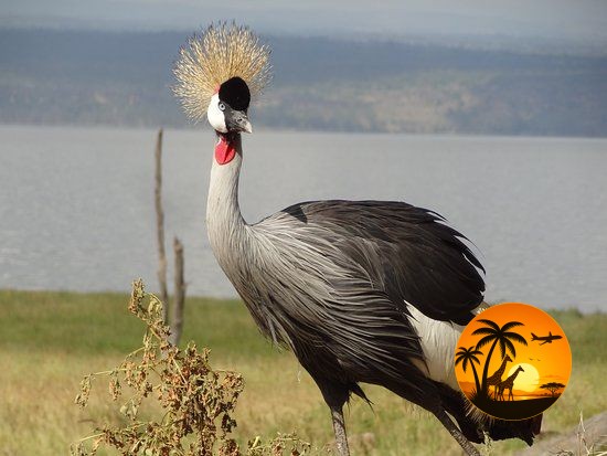 6 Days Kenya Birding Safari Circuit – Kenya (Premium Ornithology Experience)