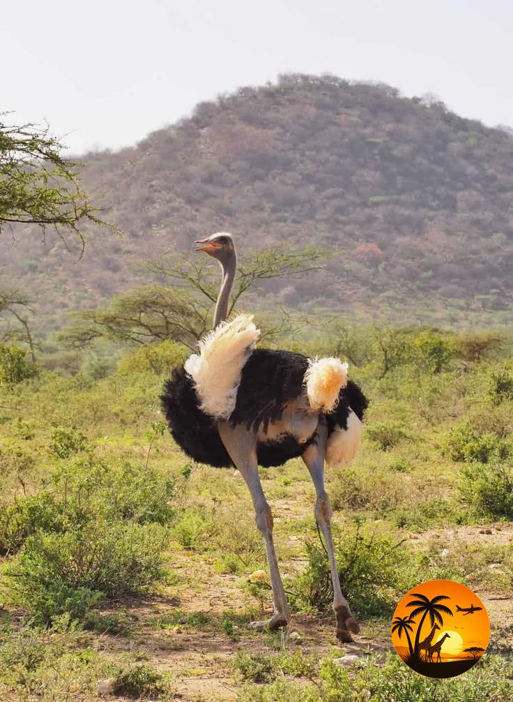 3 Days Samburu Adventure Safari – Kenya