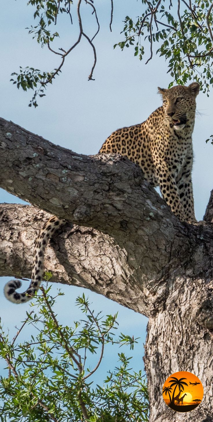 5 Days Maasai Mara & Amboseli Safari – Kenya