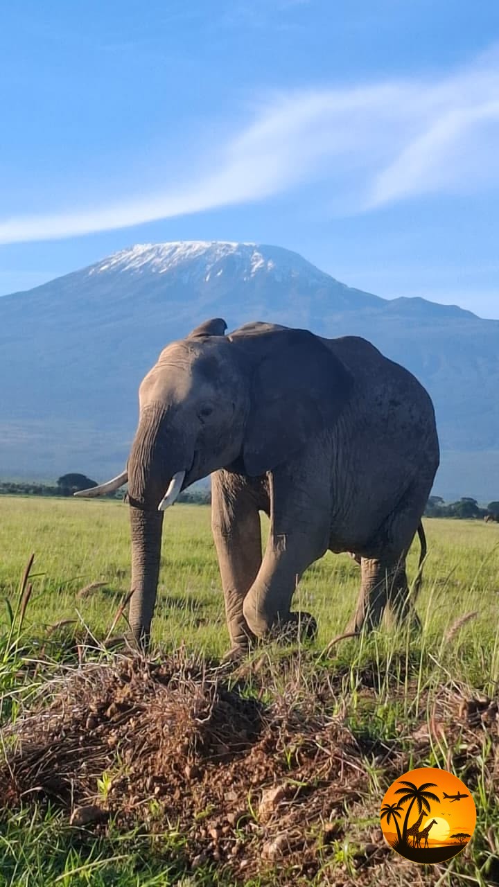 6 Days Maasai Mara & Amboseli Safari – Kenya
