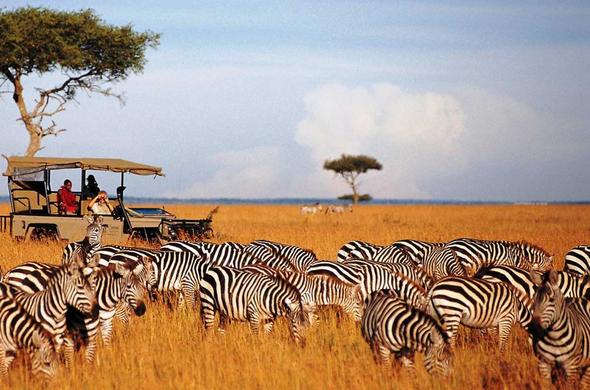 Zebra on the Savannah