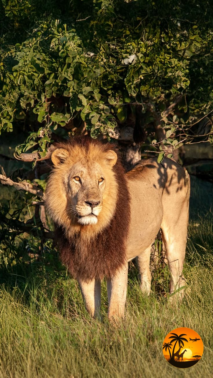 Lions in Uganda