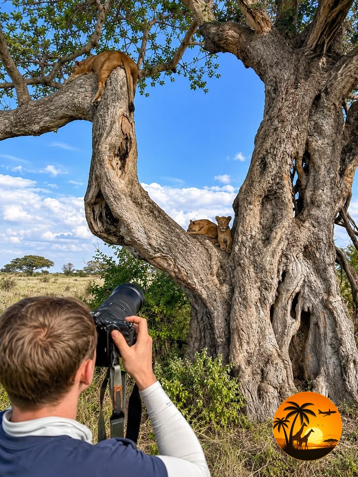 Lions in Uganda