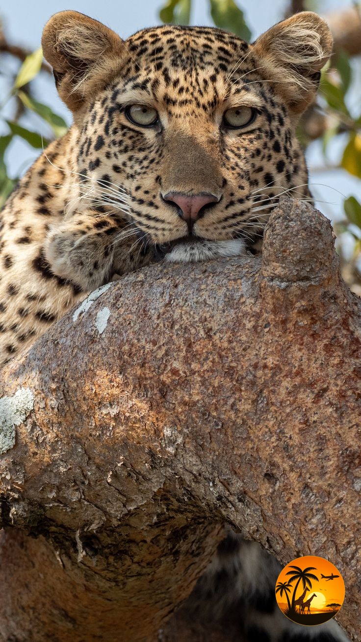 Welcome To Kenya The Heart Of Africa Wildlife