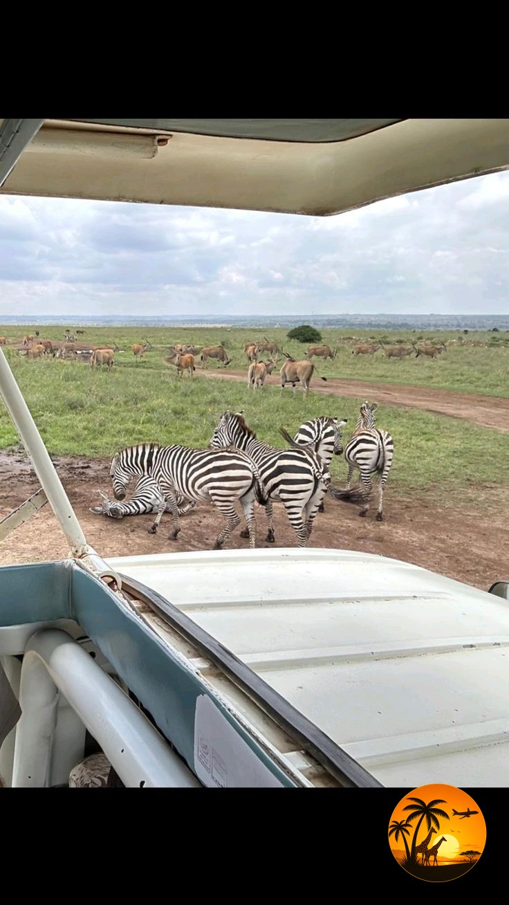 Zebras across the open savannah
