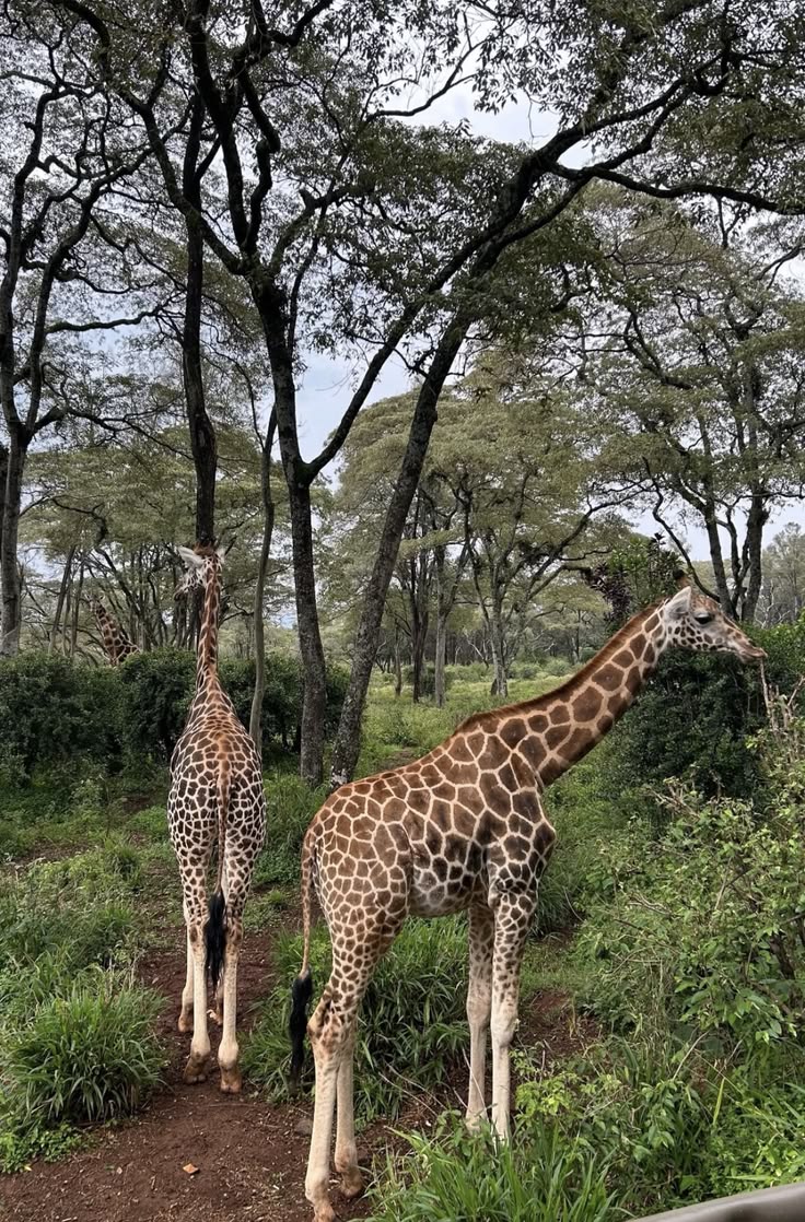 Up Close with Kenya’s Gentle Giants