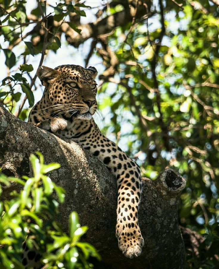 The Elusive Beauty of the Maasai Mara
