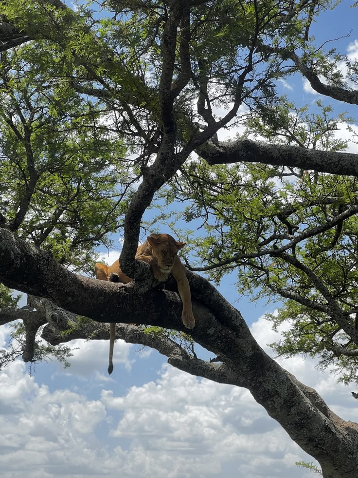 The King Above the Serengeti