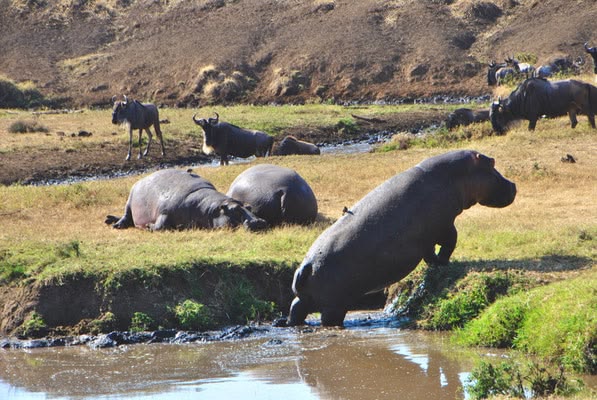 Where the Serengeti Comes Alive