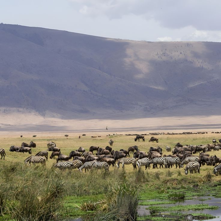 Life in the Ngorongoro Crater