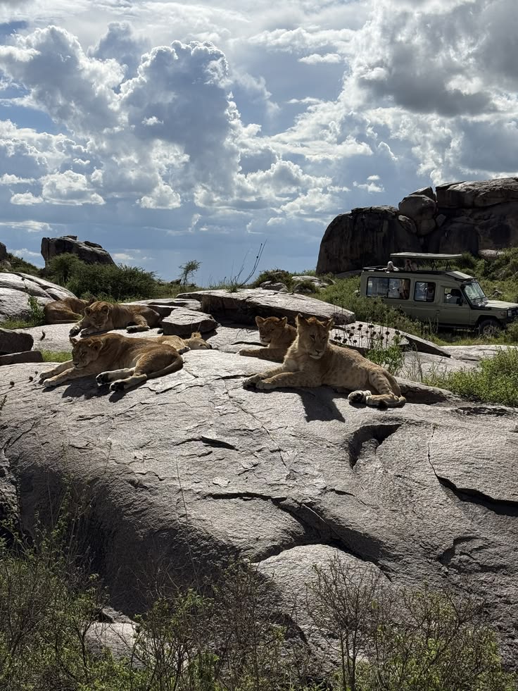 Lions of the Serengeti Rocks