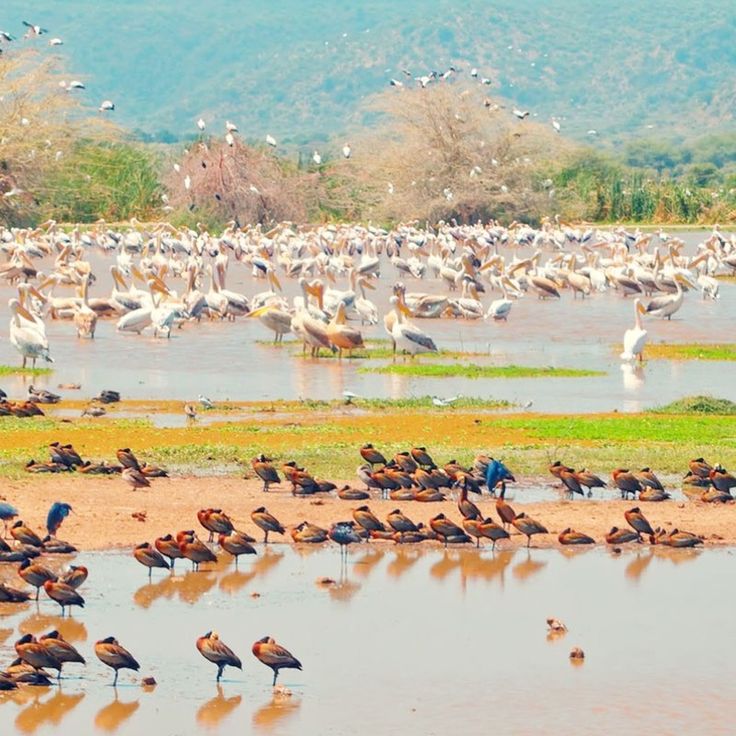 The Birdlife of Lake Manyara