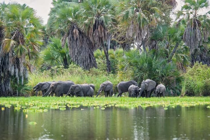 Into the Wild of Nyerere