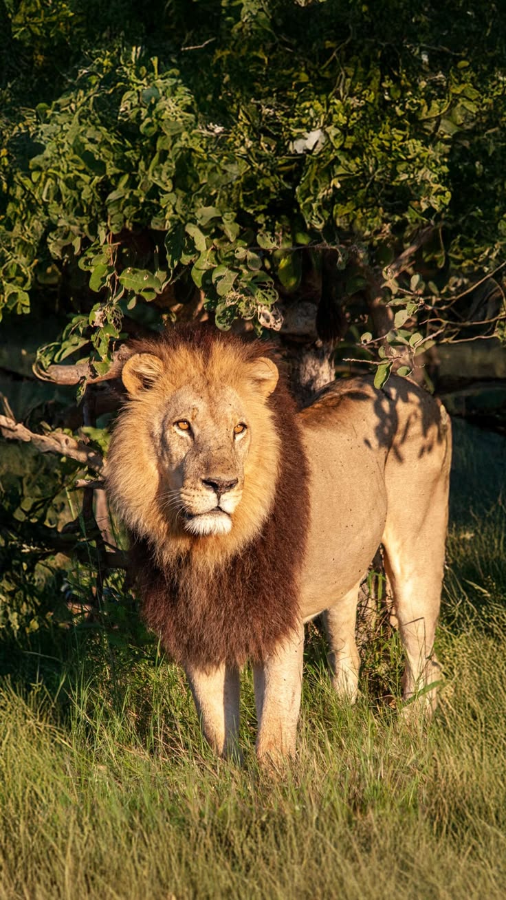 A Morning in the Maasai Mara