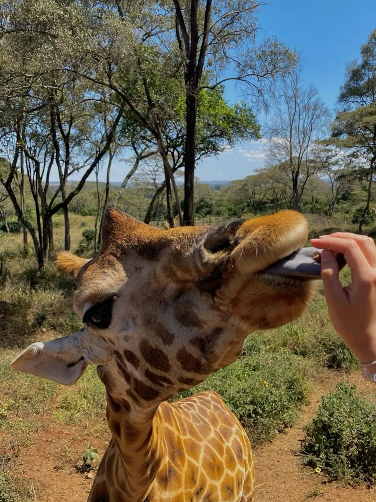 Feeding Giraffes at Giraffe Centre, Nairobi